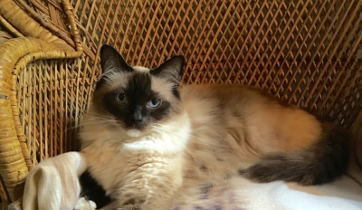 Himalayan Cats 101: Their Story & All You Need to Know 