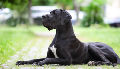 How To Manage & Reduce Arthritic Pain in Pets During Winter? 