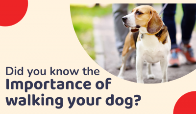 Did You Know The Importance Of Walking Your Dog?