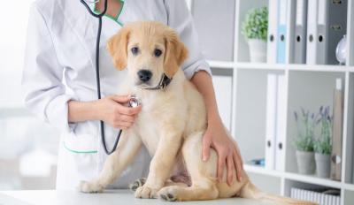 Lactose Intolerance in Dogs: What Causes It? How To Diagnose & Treat It?