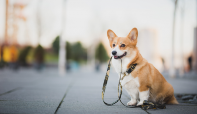 Leash Pulling In Pets: It's More Than Just Being Cute