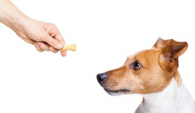 How To Select The Right Pet Food For Medium Breed Dogs?