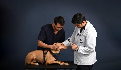 Top Veterinary Specialist Practices And What They Do?