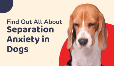 Find Out All About Separation Anxiety in Dogs