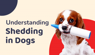 Understanding Shedding in Dogs 