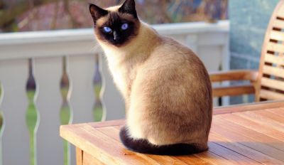 Siamese Cat 101: Their Story & All You Need to Know?