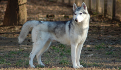 Siberian Husky 101: Their Story & All You Need to Know