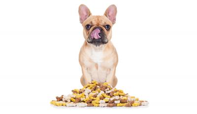 How To Select The Right Pet Food for Small Breed Dogs?