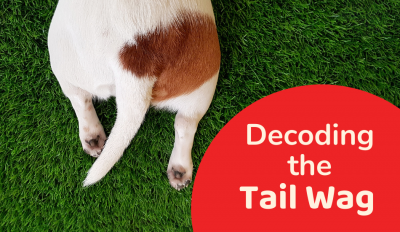 Decoding The Tail Wag 