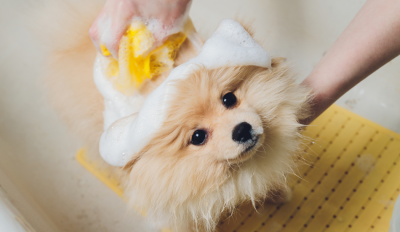 The Do’s And Don'ts Of Grooming Your Dog At Home 