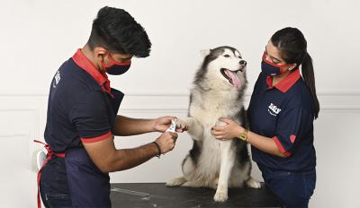 The Fursome Grooming Experience at the Zigly Experience Center 