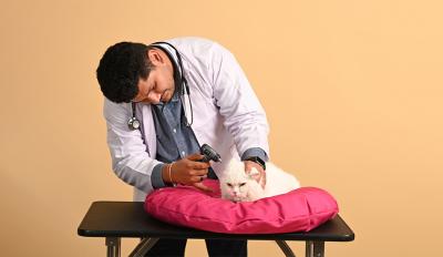 10 Signs Your Pet Needs To Visit a Vet