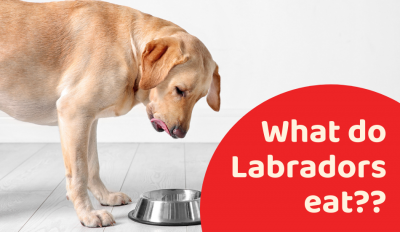 What Do Labradors Eat? Find Out The Answer Here!