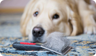 Understanding Shedding in Dogs 