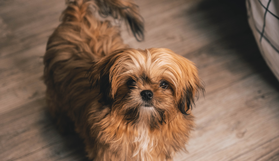 Shih Tzu 101: Their Story & All You Need to Know