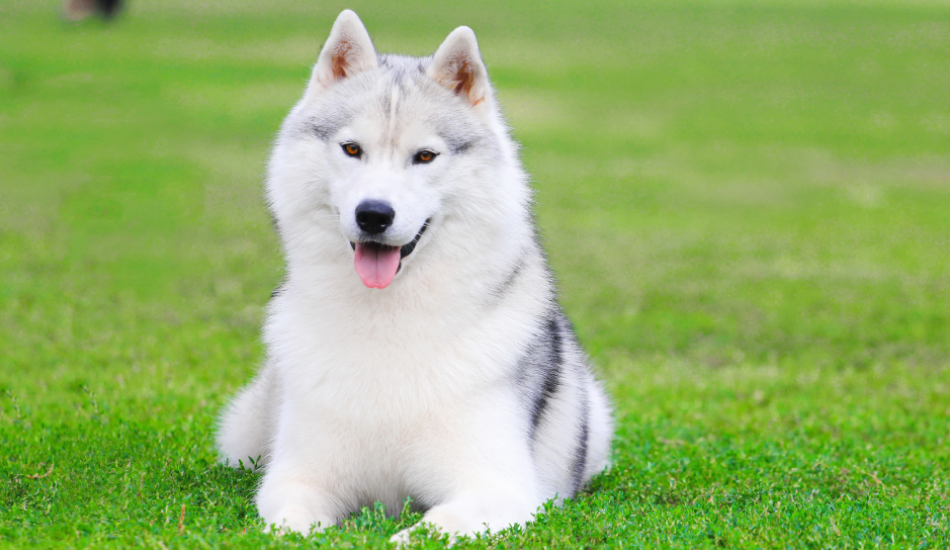 Siberian Husky 101: Their Story & All You Need to Know