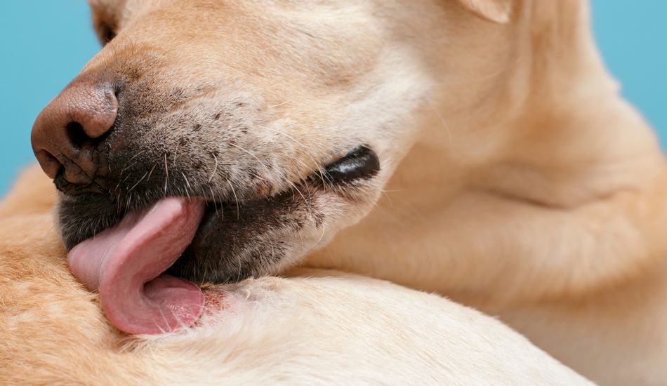 Skin Problems in Dogs: Prevent Dog Skin Infection With Regular Grooming