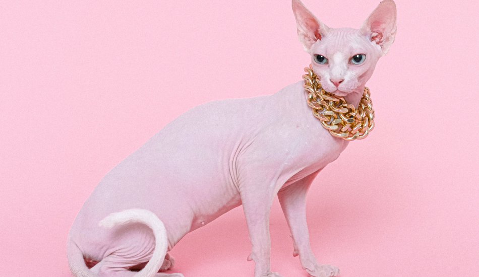 Sphynx Cat 101: Their Story & All You Need to Know