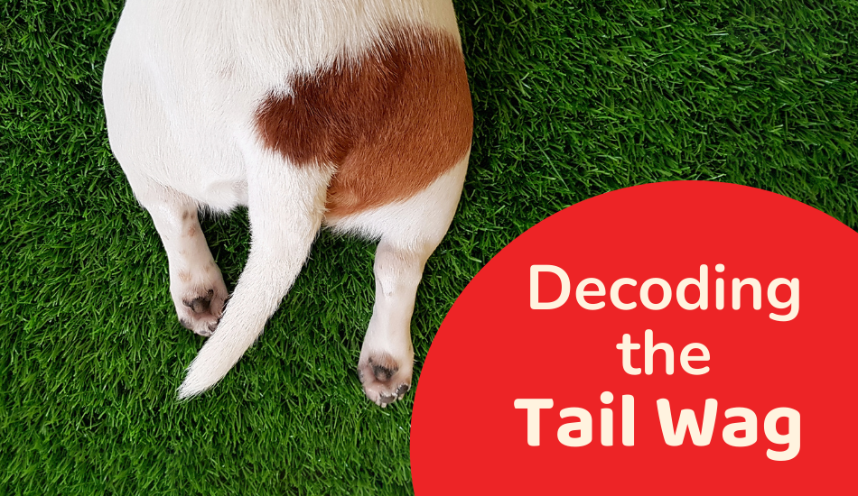 Decoding The Tail Wag