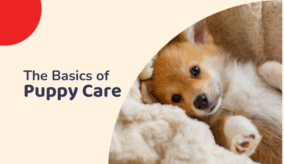 The Basics of Puppy Care