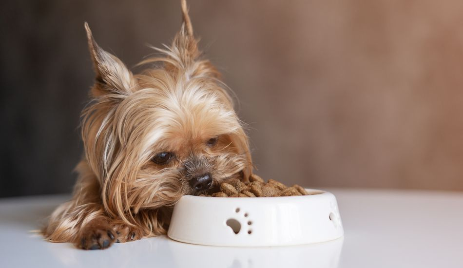 Here's What You Might Not Know About The Best Dog Food in India