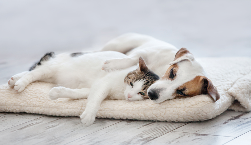 Pets Parenting 101: The Do's That Make Excellent Pet Parents