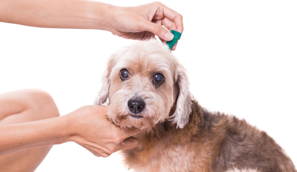 The Importance of Deworming A Dog 