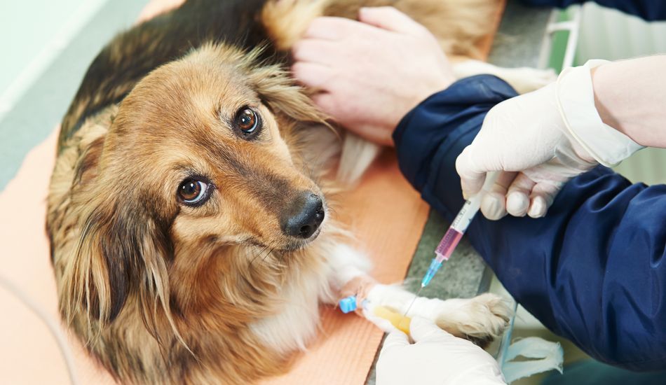 The Most Important Things to Know About Cancer In Dogs