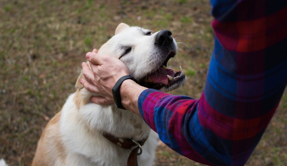 Tick Fever in Dogs: Find Out Ways to Protect and Prevent!