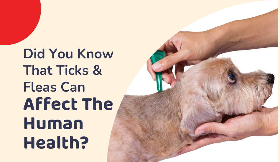 Did You Know That Ticks & Fleas Can Affect Human Health?