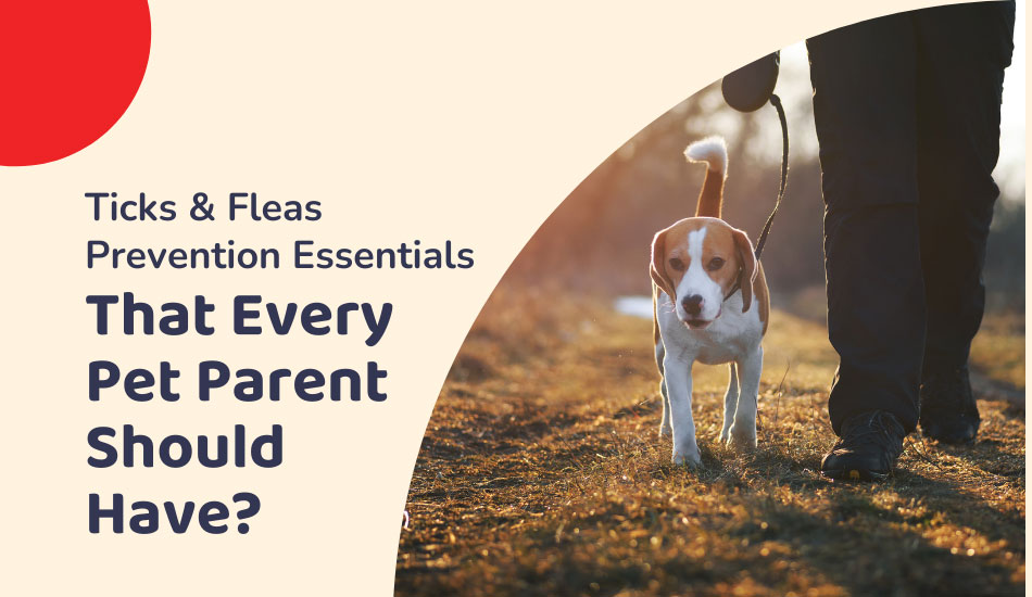 5+ Ticks & Fleas Prevention Essentials That Every Pet Parent Should Have?