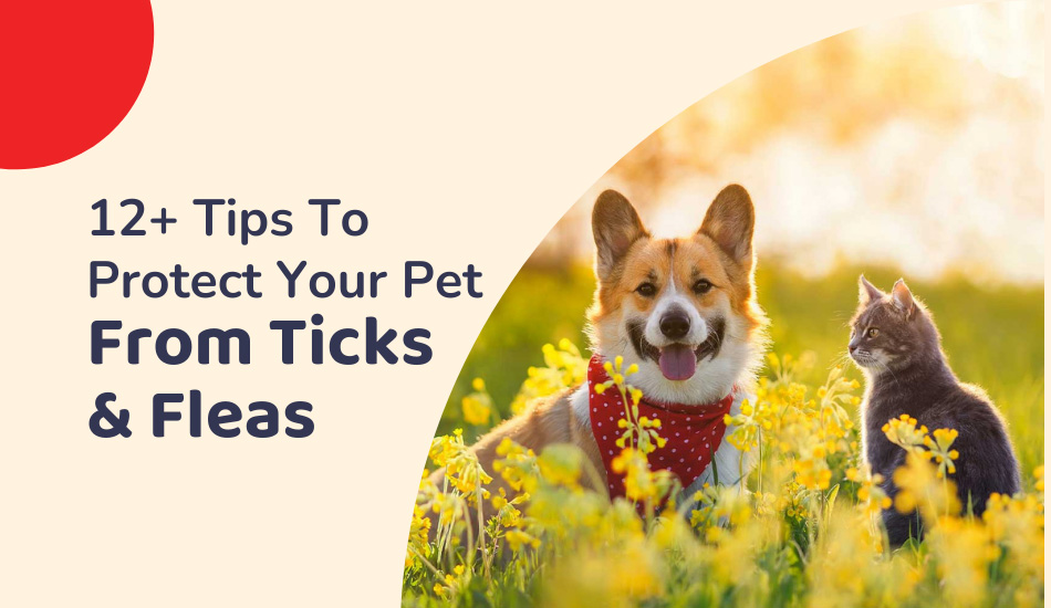 12+ Tips To Protect Your Pet From Ticks & Fleas