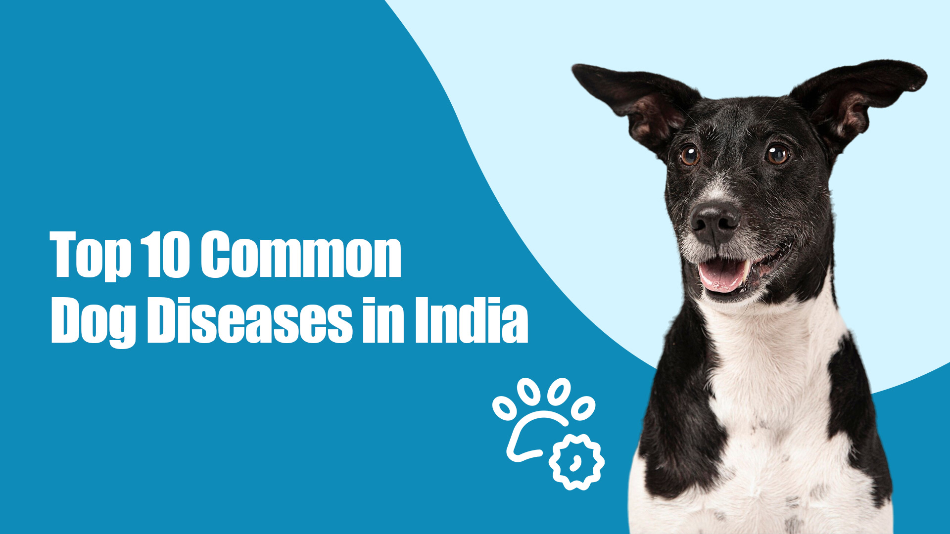 10 Common Dog Diseases in India and How to Prevent Them