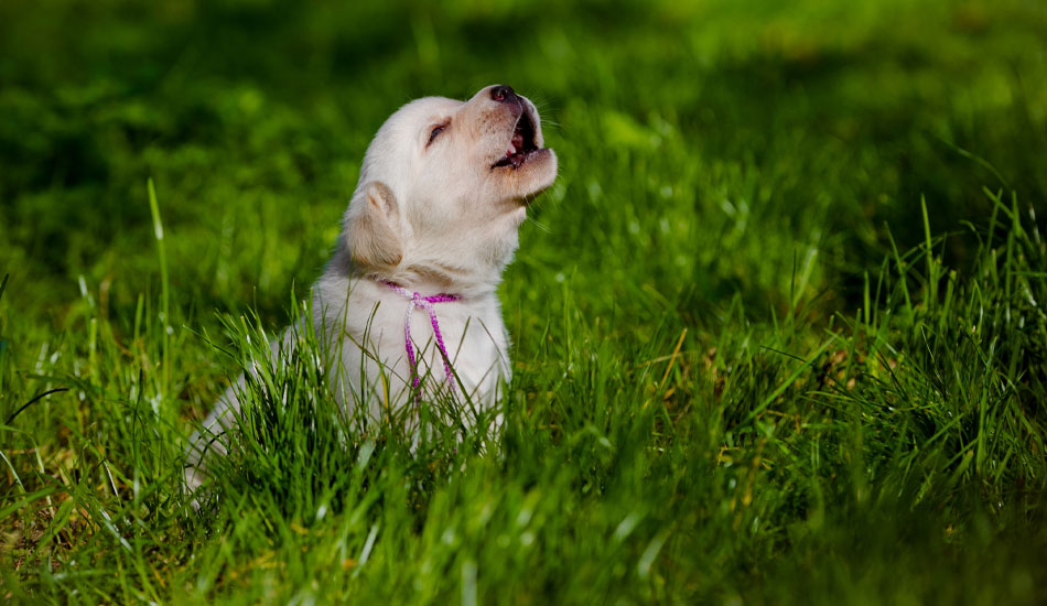 Top Frequently Answered Questions (FAQs) On Dog Ticks And Fleas