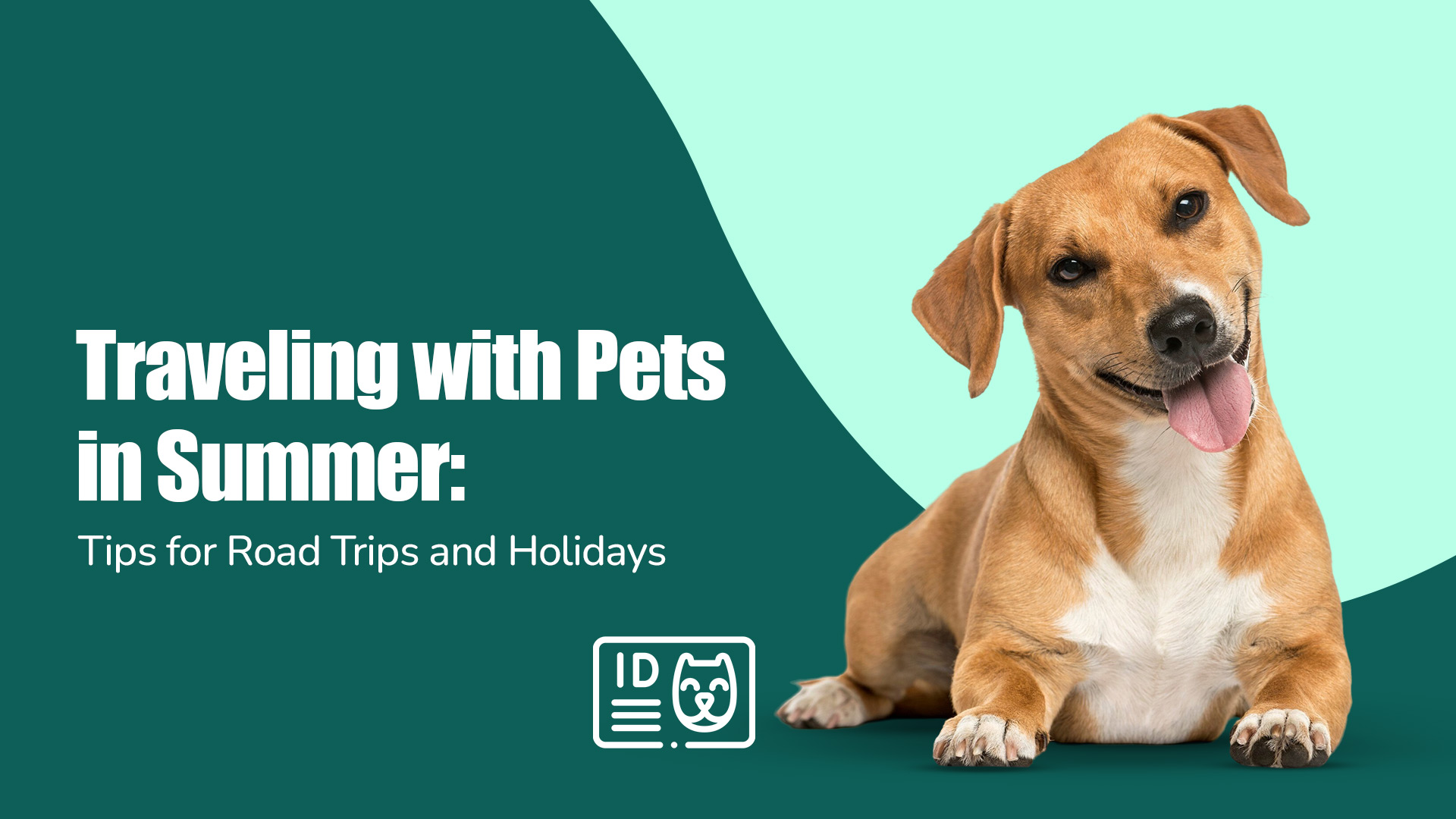 Traveling with Pets in Summer: Tips for Road Trips | Zigly