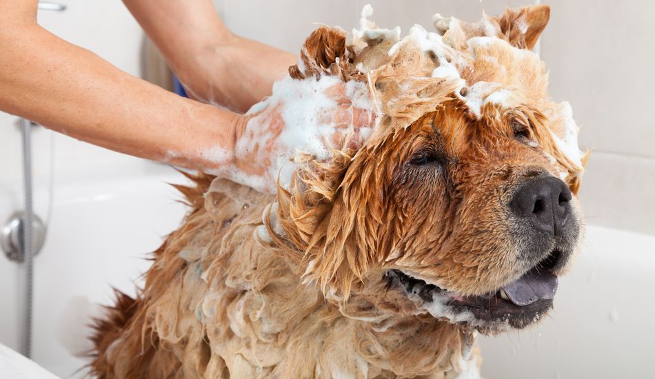 Dog Grooming: Mistakes People Make 
