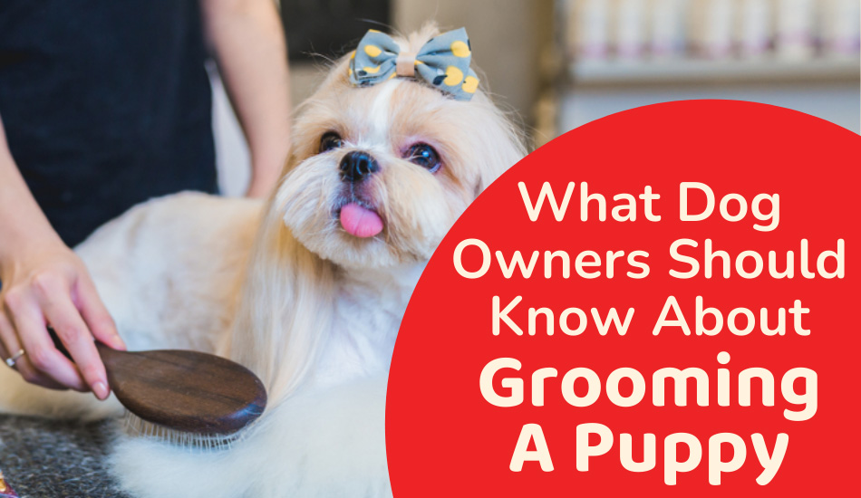 What Dog Owners Should Know About Grooming A Puppy 