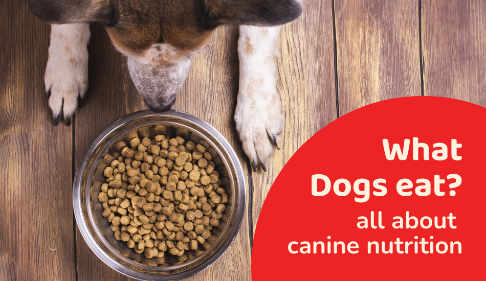 What Dogs Eat: All About Canine Nutrition