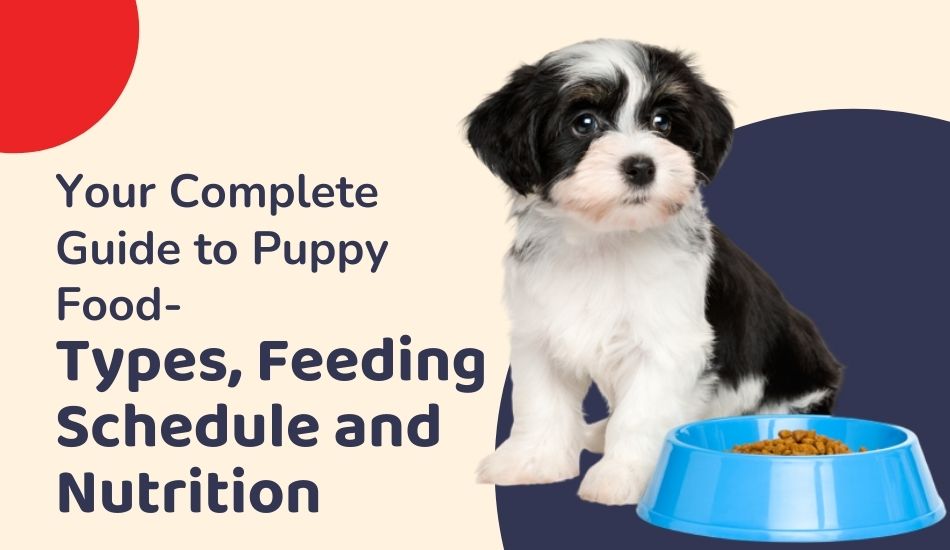 Puppy Food 101: Find Answers to the Most Frequently Asked Questions