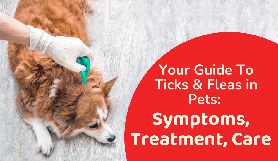 Your Guide To Ticks & Fleas in Pets: Symptoms, Treatment, Care