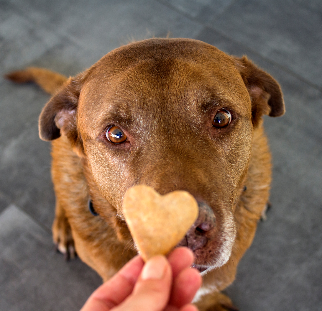 dog and cookie