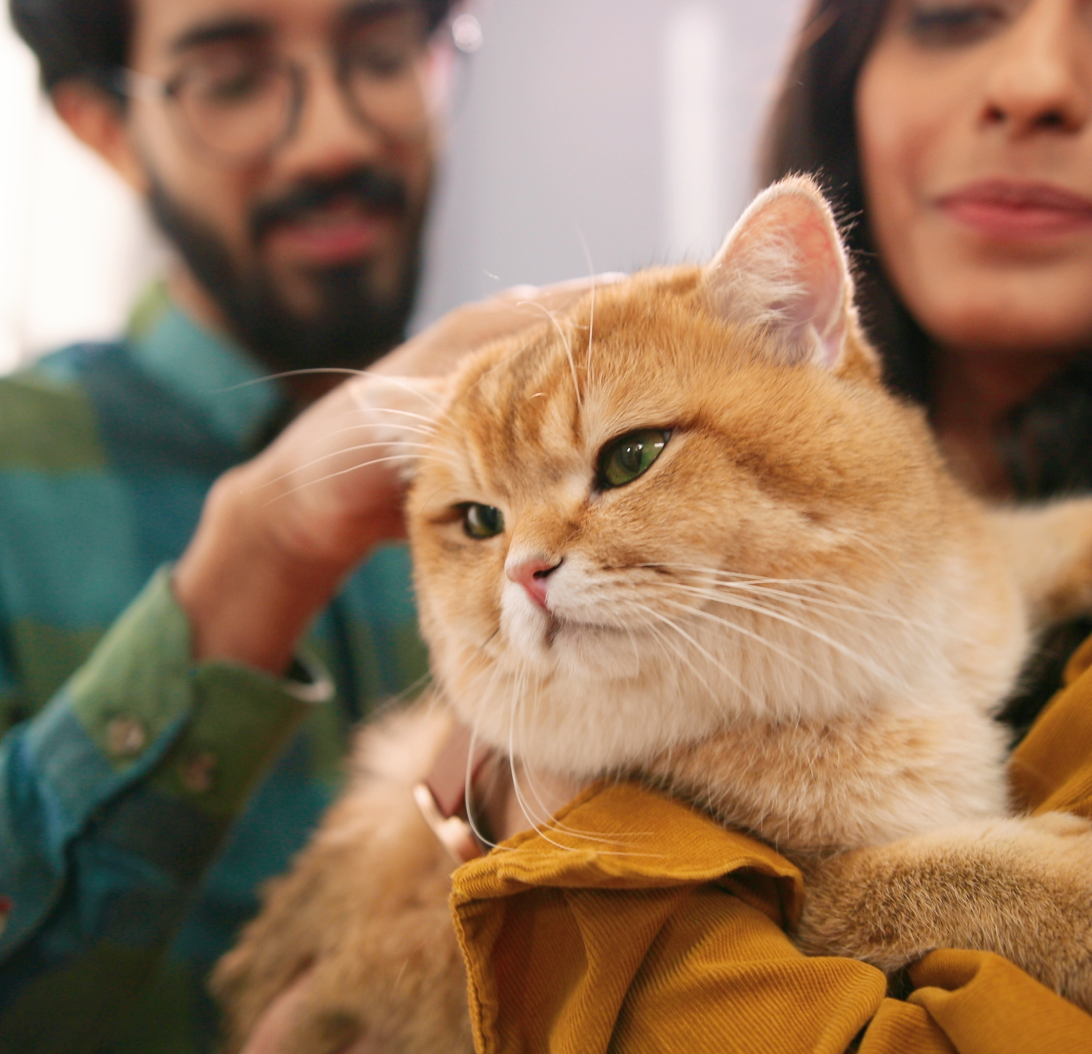 Cat with family