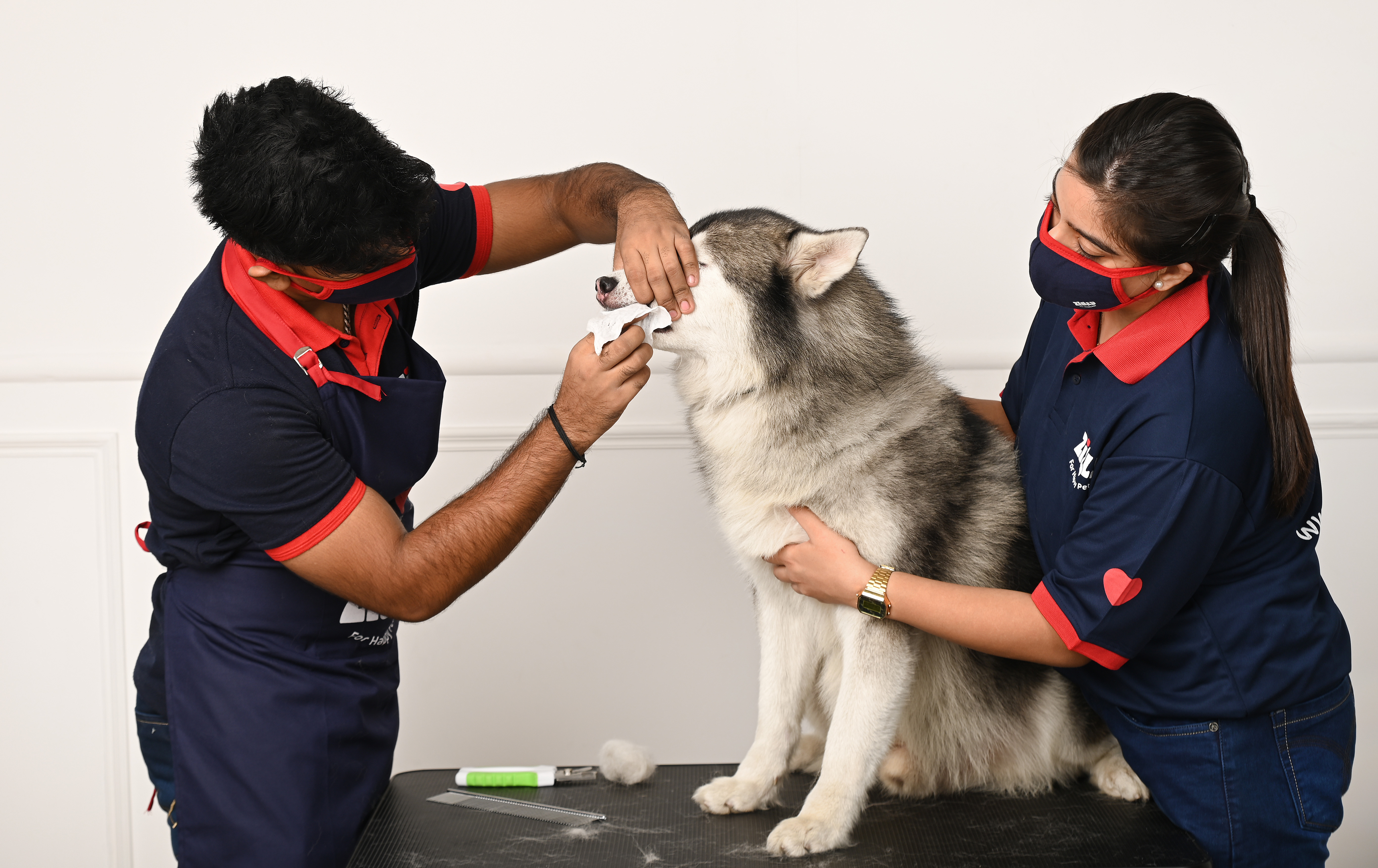 Dental care of pets