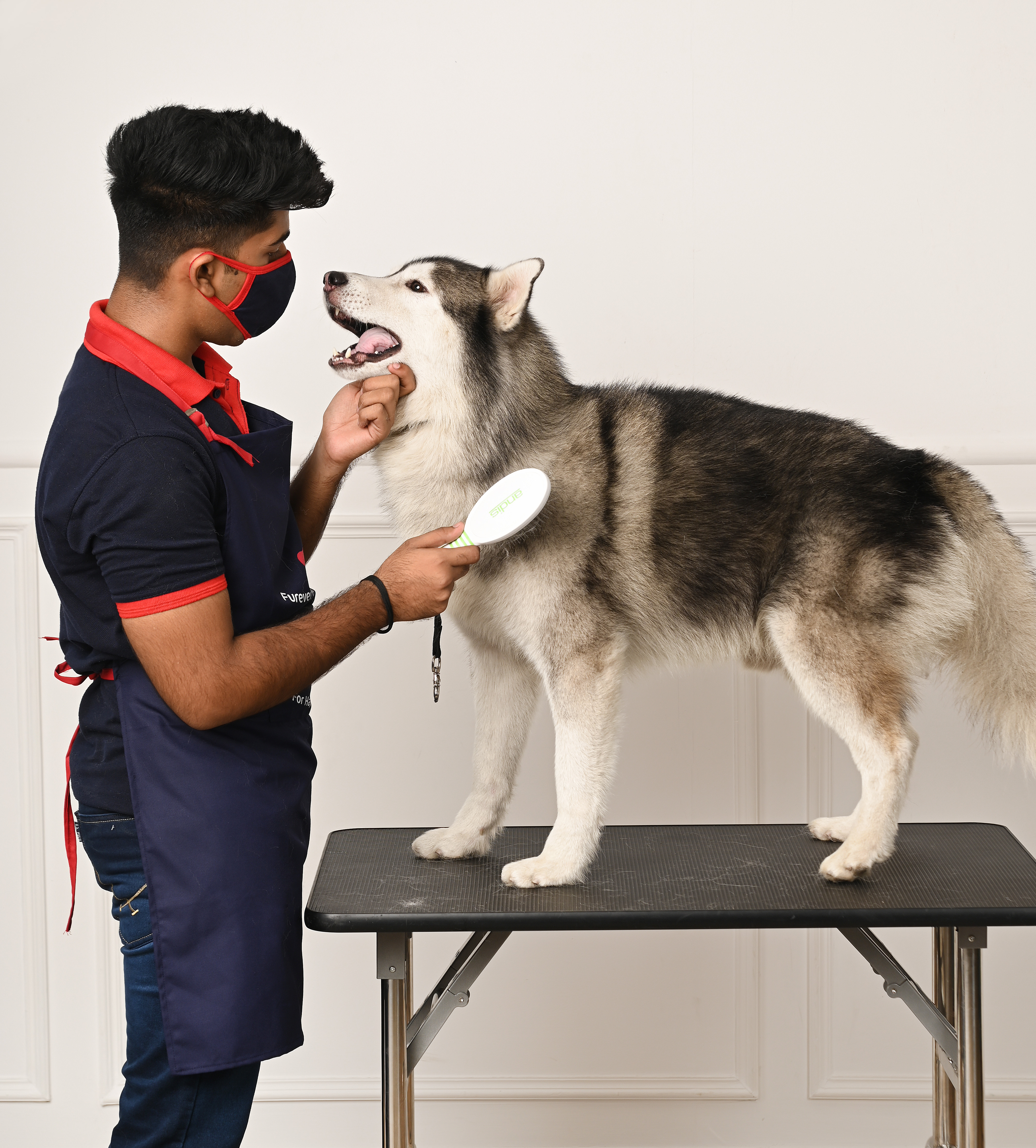 Dog getting groomed