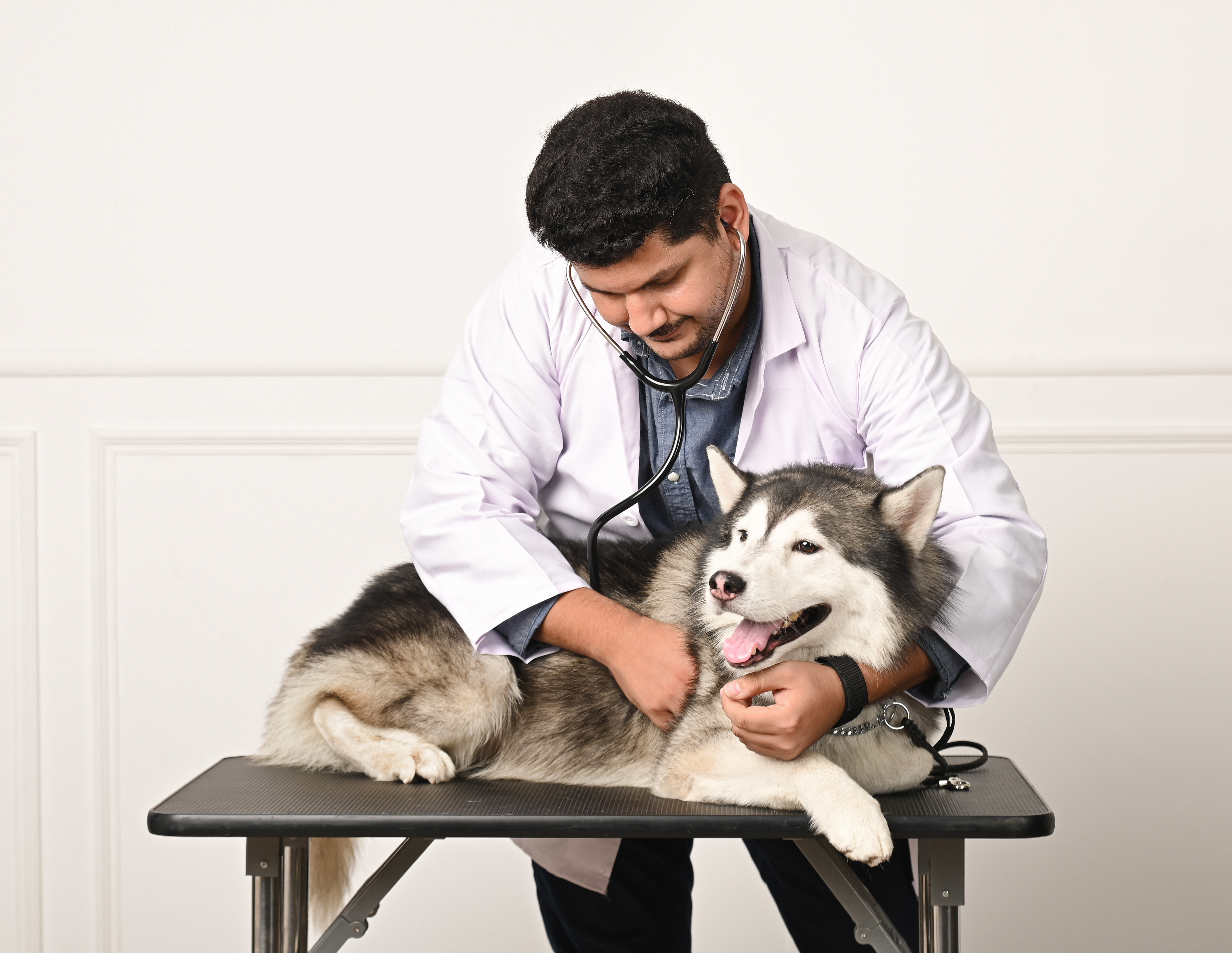 Dog Dental Treatment