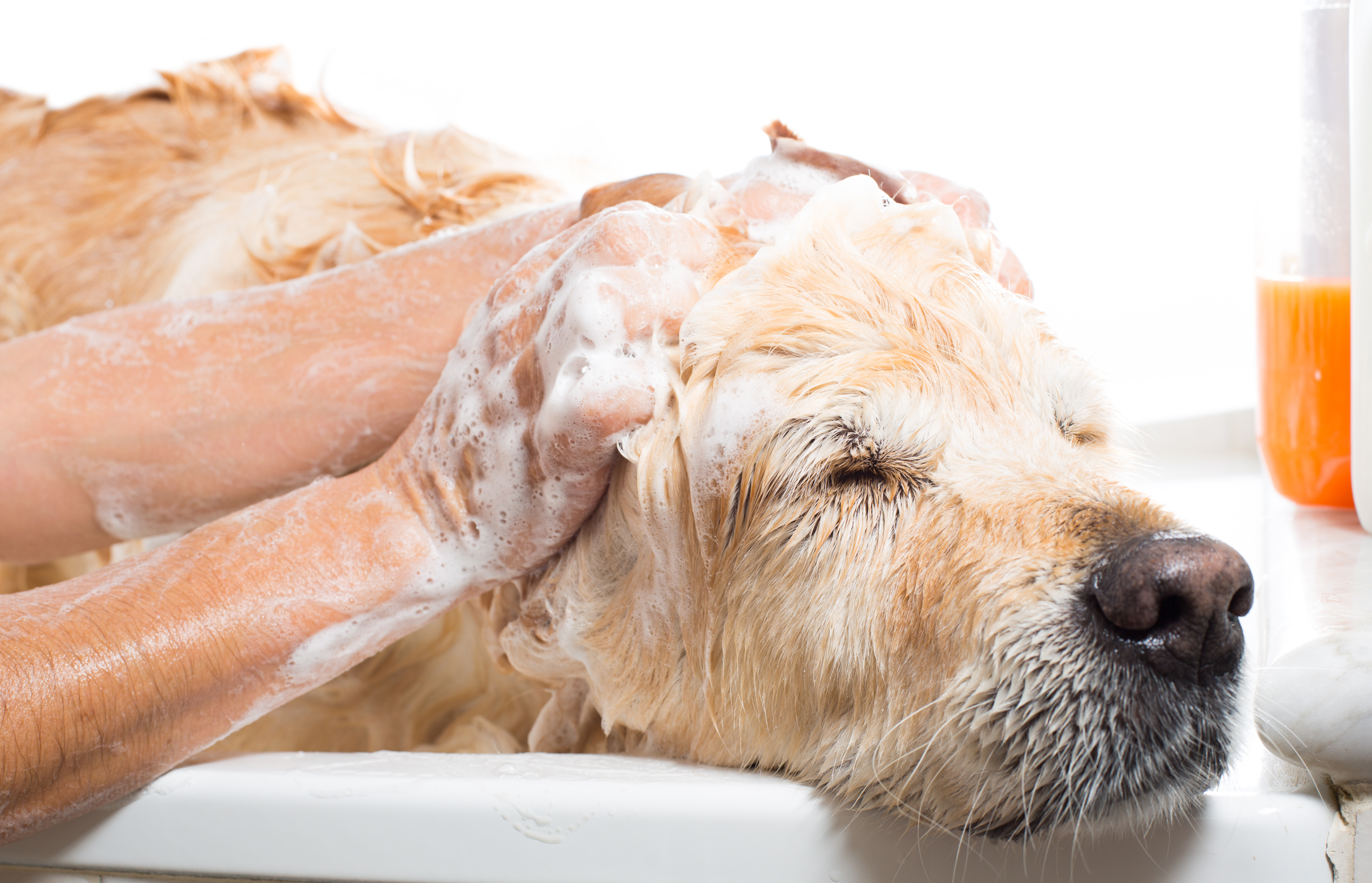 Puppy enjoying getting shampooed with best puppy shampoo