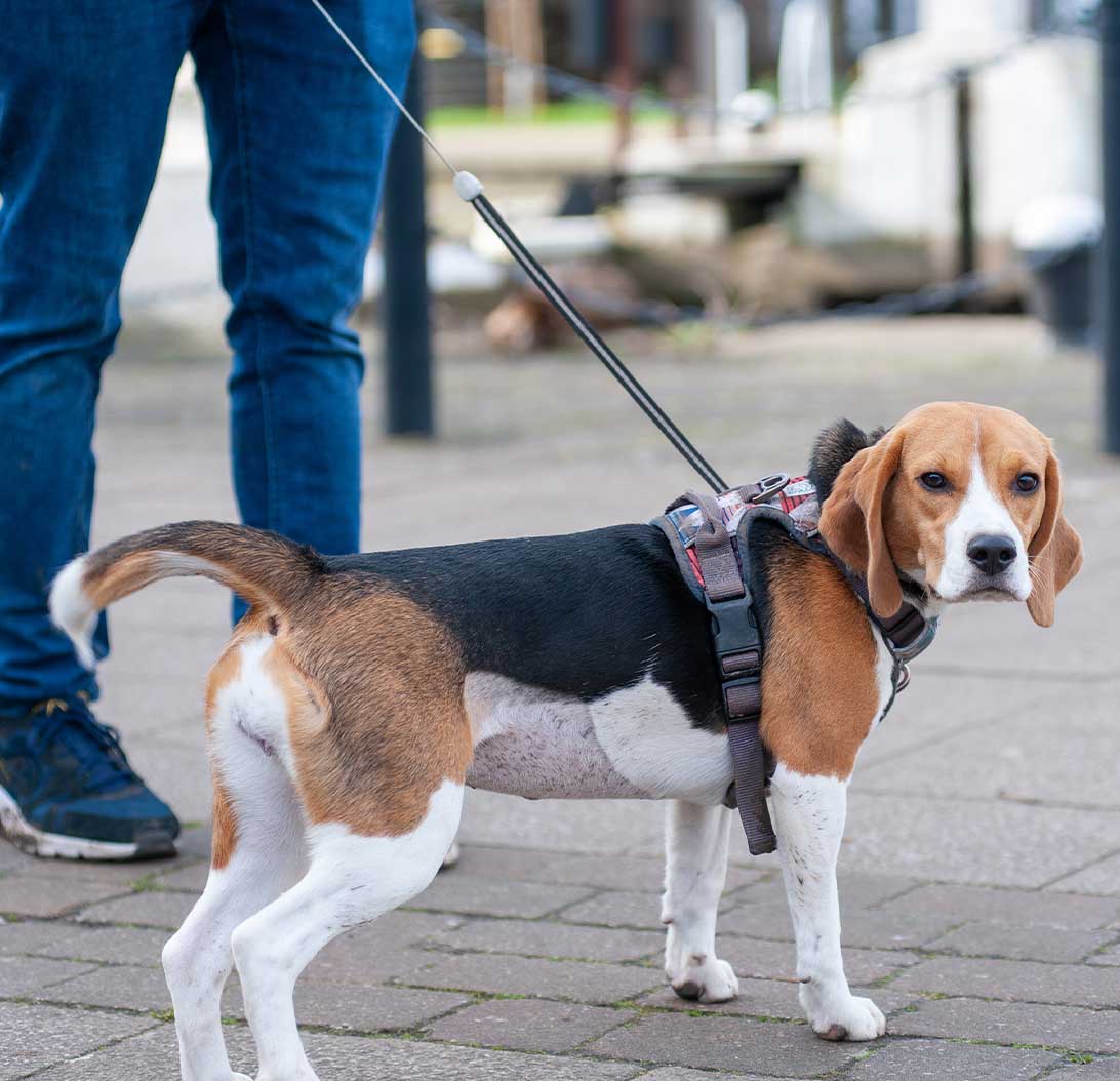 Taking care of Beagle in summer