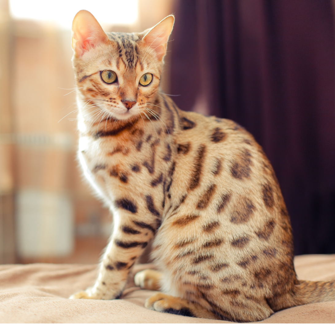 Bengal Cat