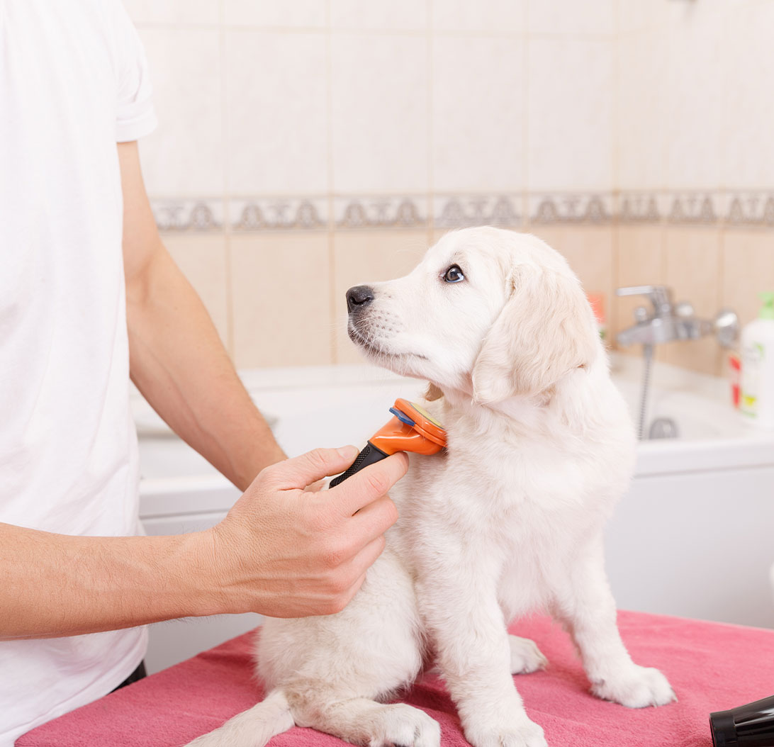 Puppies coat getting brushed