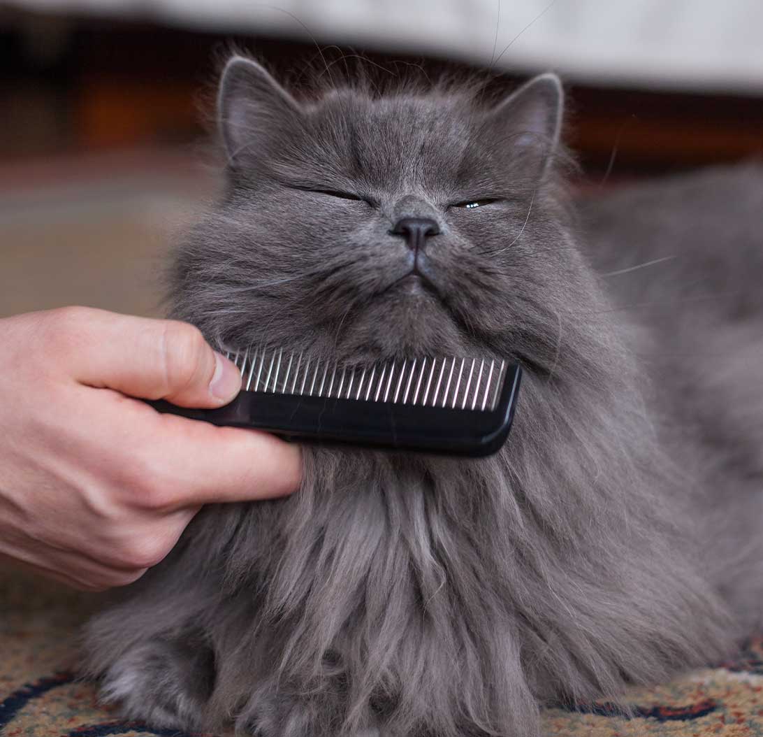 Brushing the cat with a comb